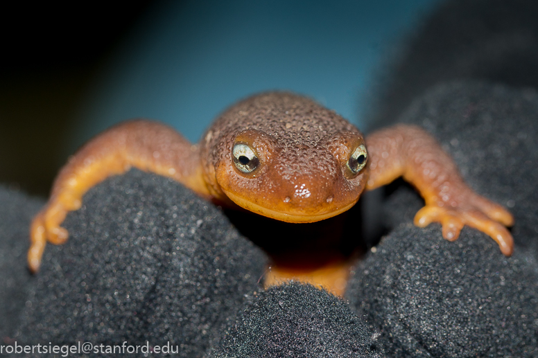 California newt